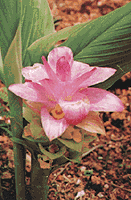 �t�E�R���̉Ԃ̉摜