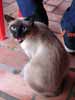 El gato está abajo la mesa